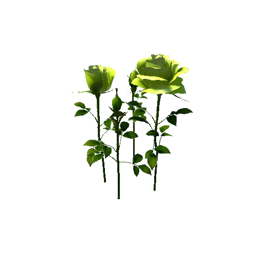 flower rose_madiver8